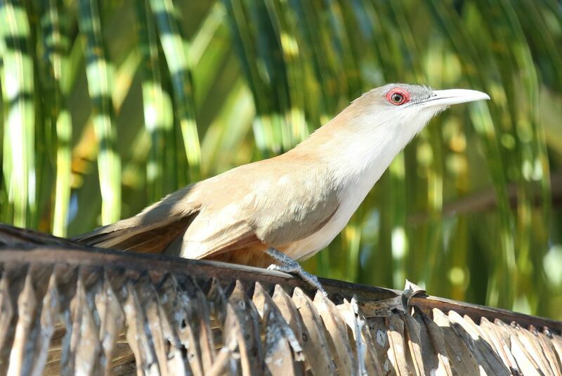 Great Lizard Cuckoo