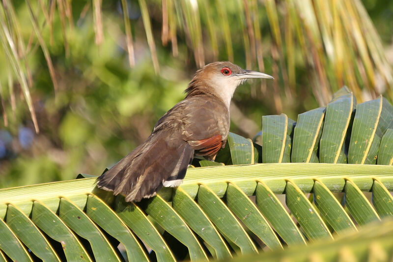 Great Lizard Cuckoo