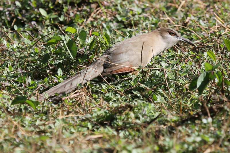 Great Lizard Cuckoo