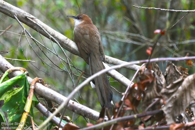 Great Lizard Cuckoo