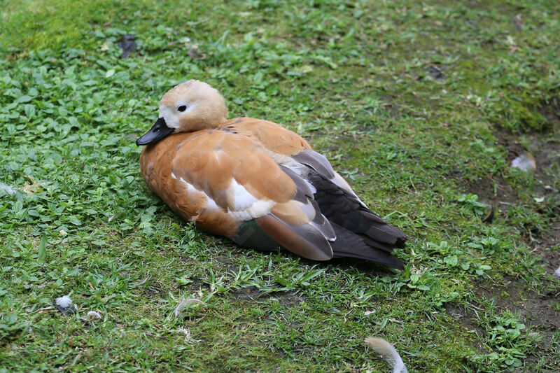 Ruddy Shelduck