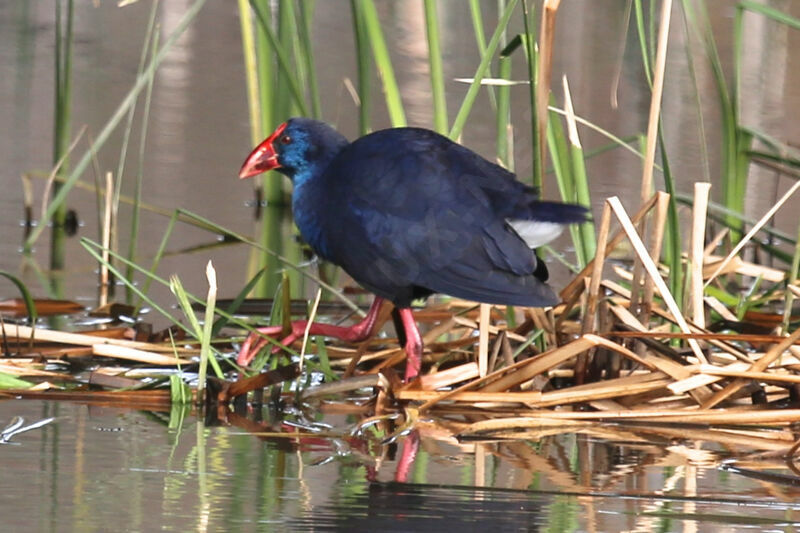 Western Swamphen