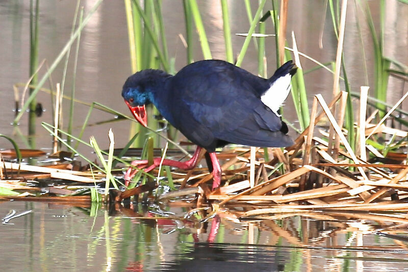 Western Swamphen