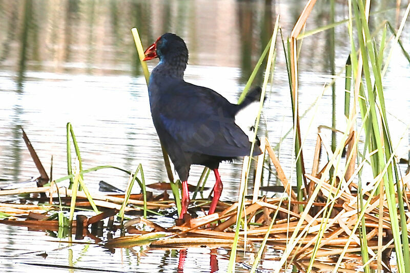 Western Swamphen