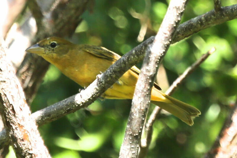 Summer Tanager female