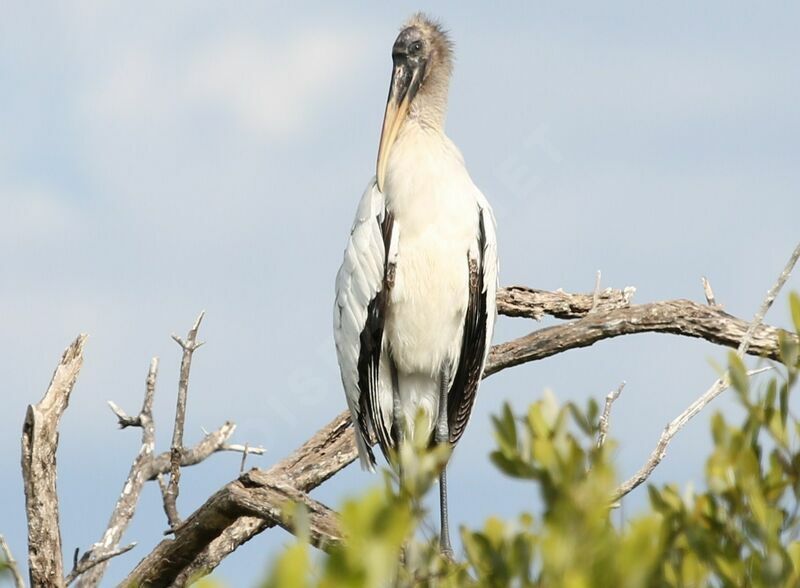 Wood Stork