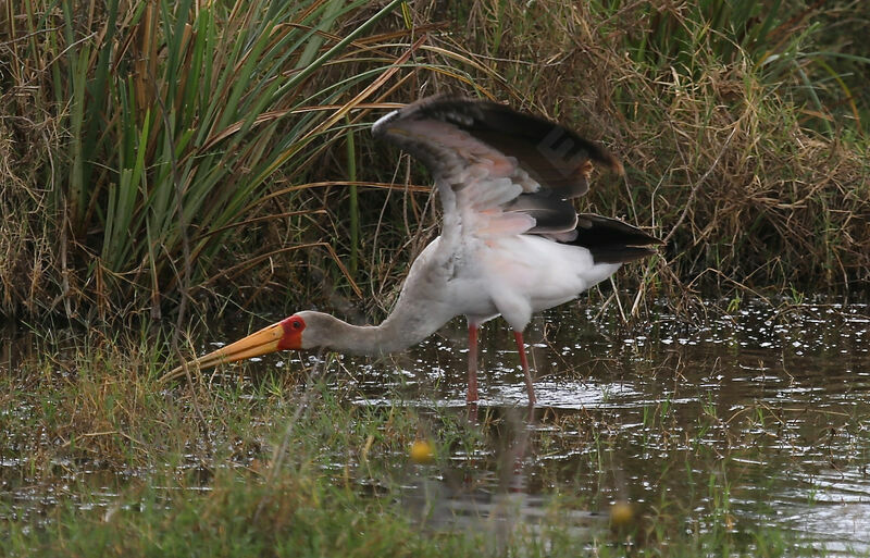 Tantale ibis