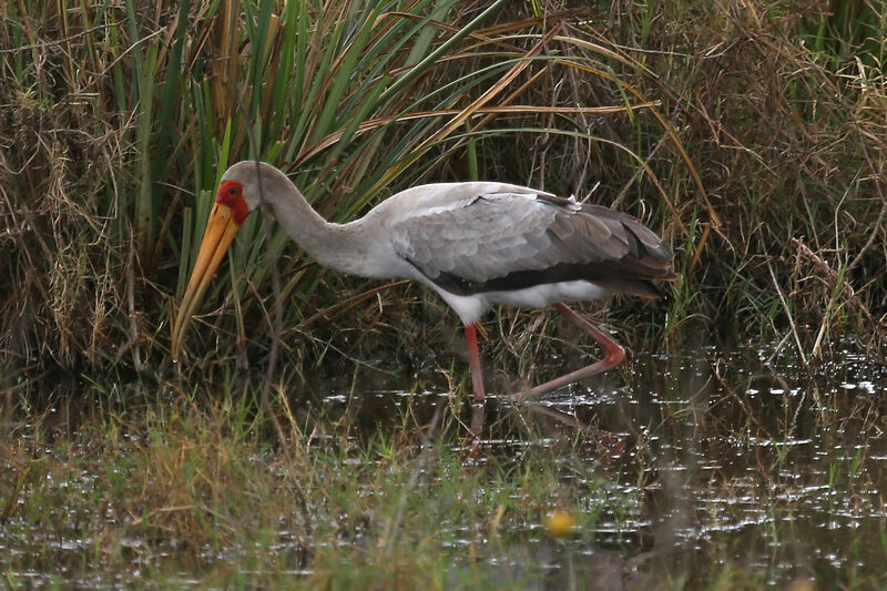 Tantale ibis