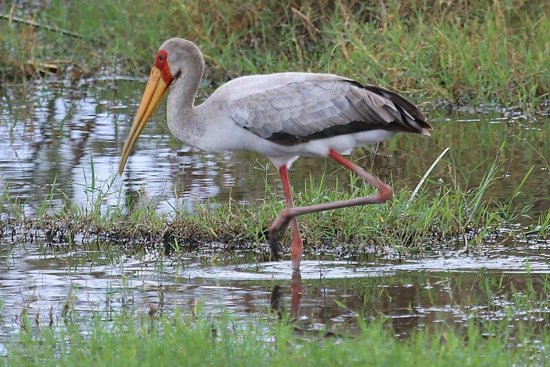 Tantale ibis