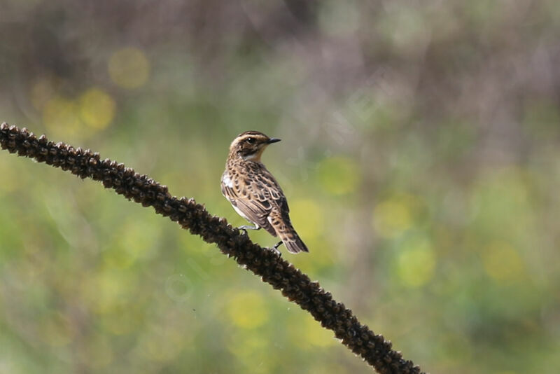 Whinchat