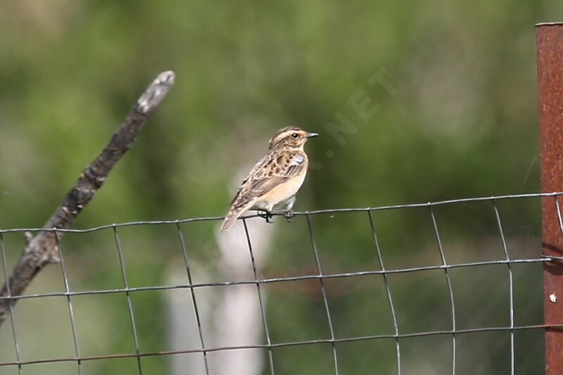 Whinchat