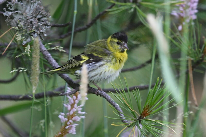 Eurasian Siskin