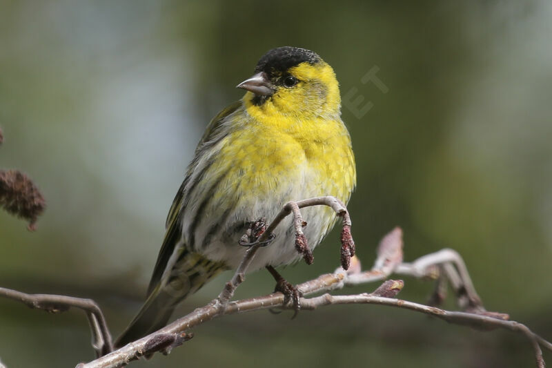 Eurasian Siskin