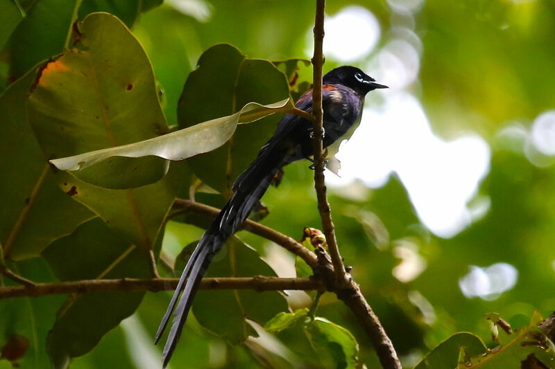 Seychelles Paradise Flycatcher