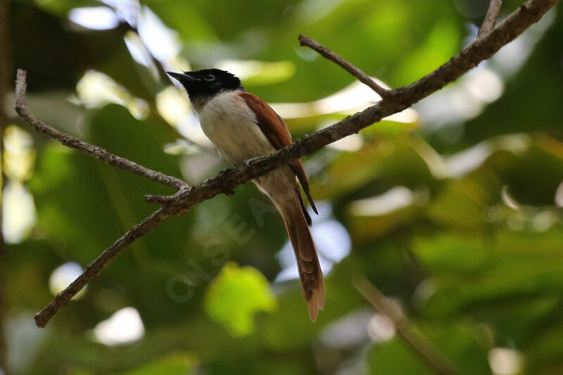 Seychelles Paradise Flycatcher