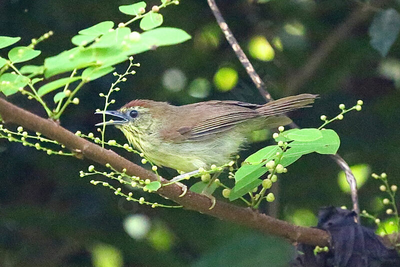 Pin-striped Tit-Babbler, identification