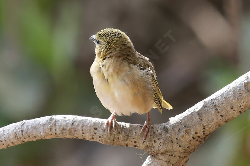 Black-headed Weaver