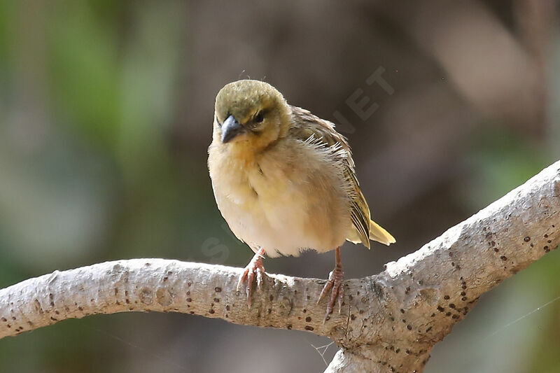 Black-headed Weaver