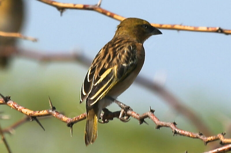 Northern Masked Weaver