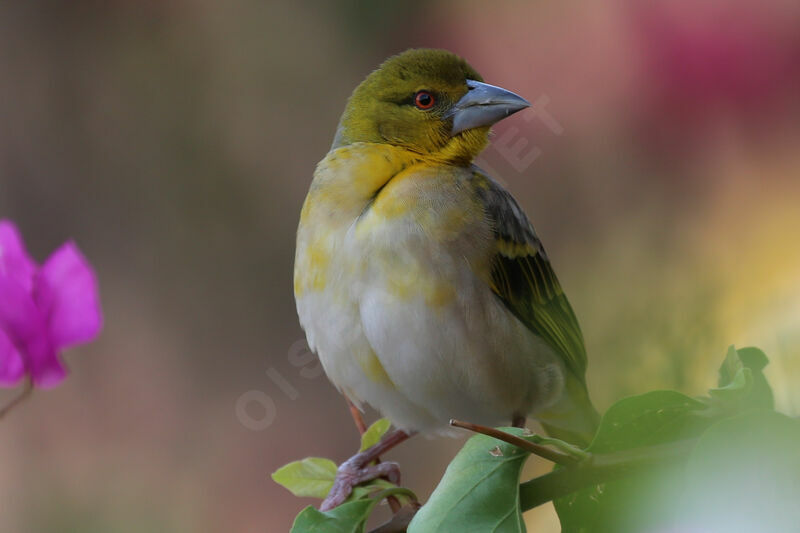 Village Weaver