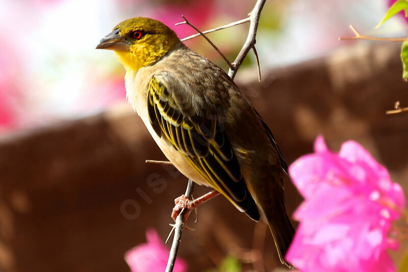 Village Weaver