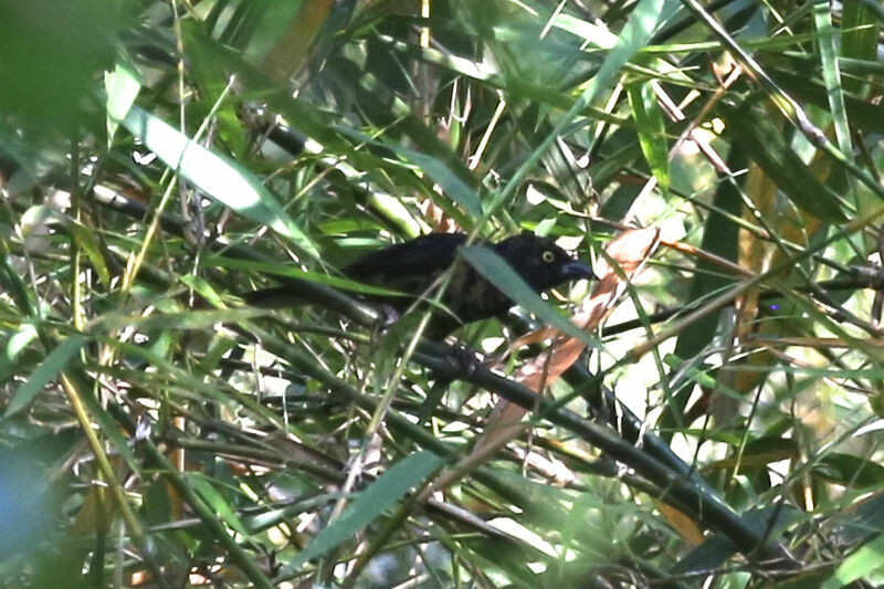 Vieillot's Black Weaver