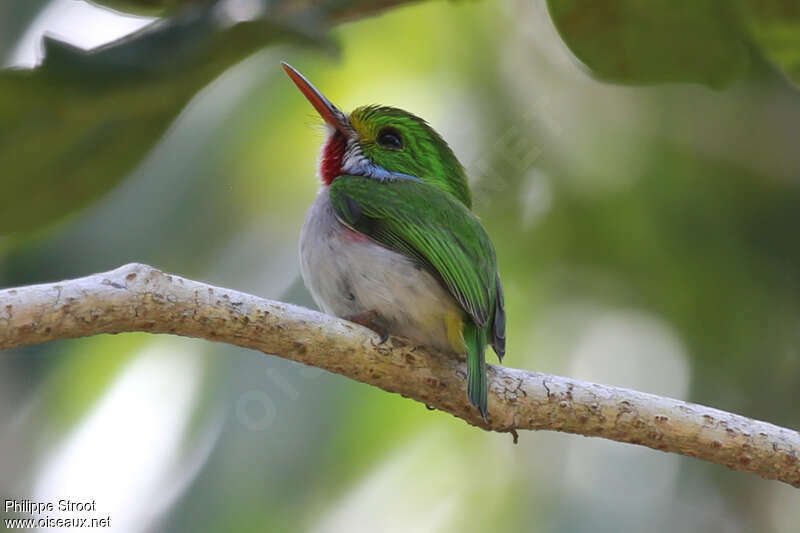 Cuban Tody