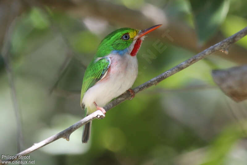 Cuban Todyadult, identification