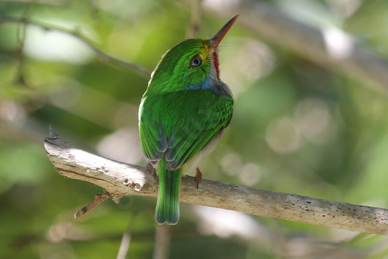 Cuban Tody