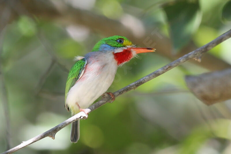 Cuban Tody