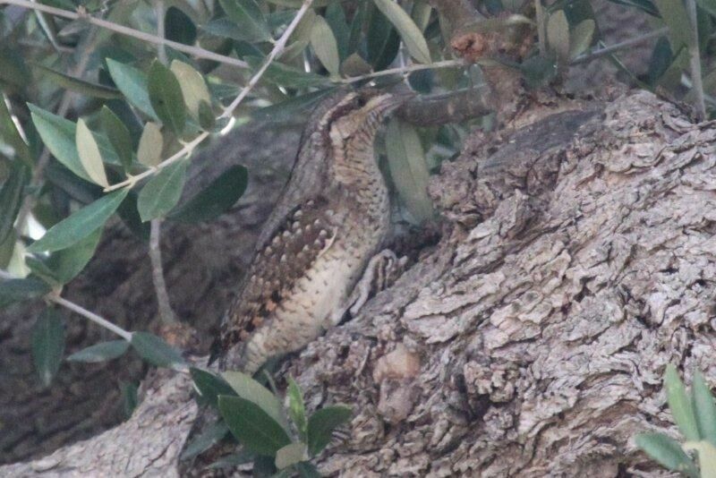 Eurasian Wryneck