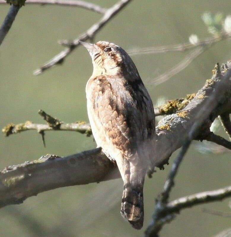 Eurasian Wryneck