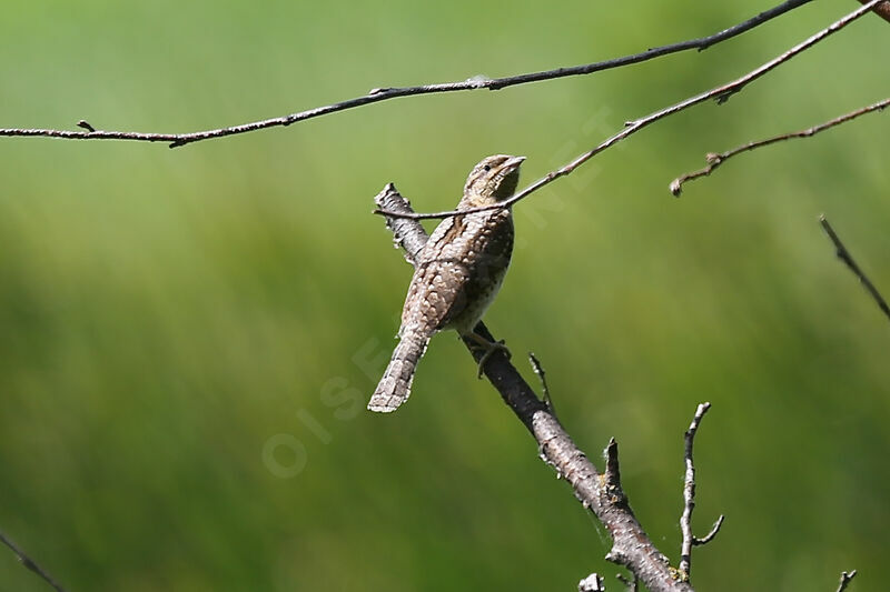 Eurasian Wryneck