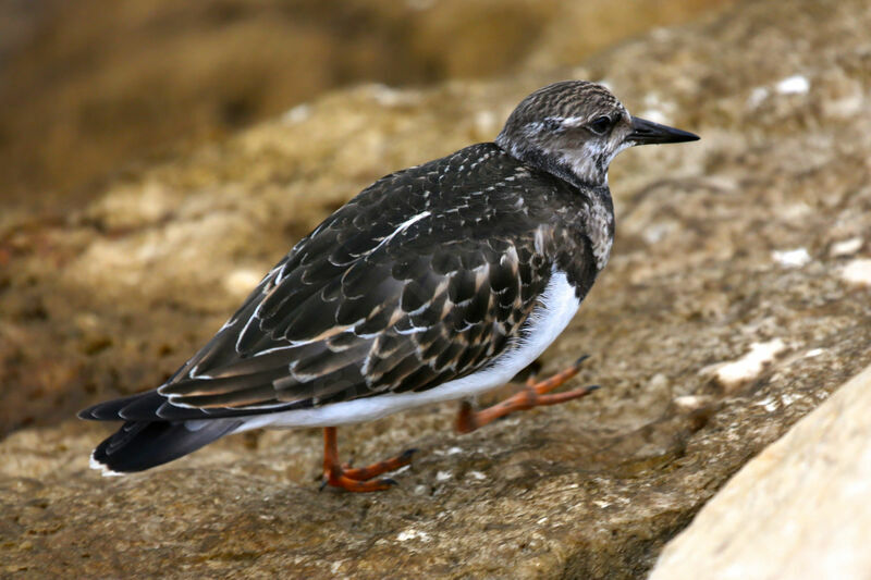 Ruddy Turnstone