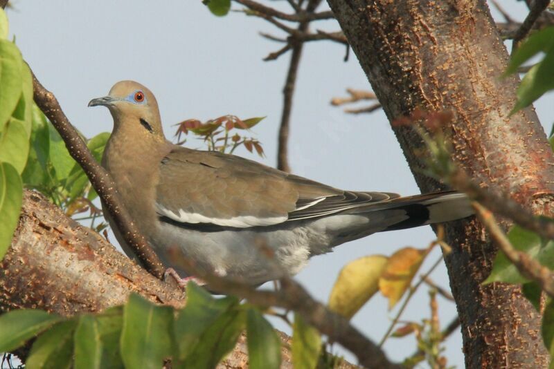 White-winged Dove