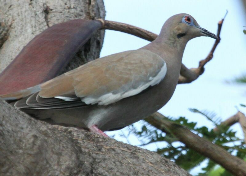 White-winged Dove