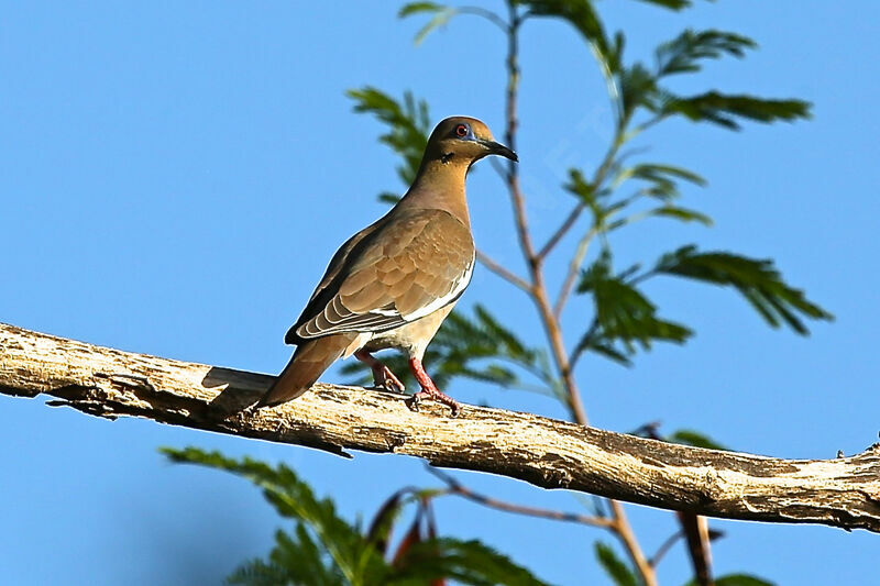 White-winged Dove