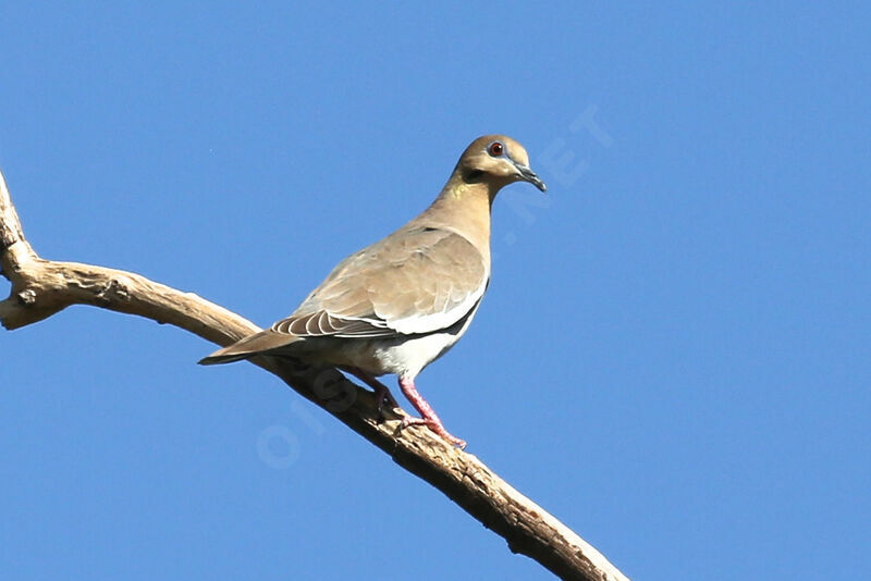 White-winged Dove