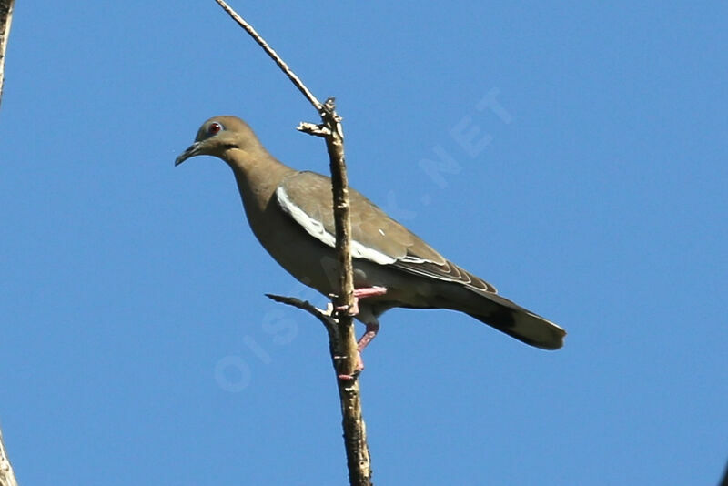 White-winged Dove