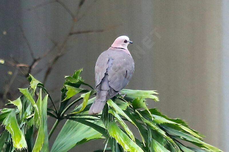 Red-eyed Dove