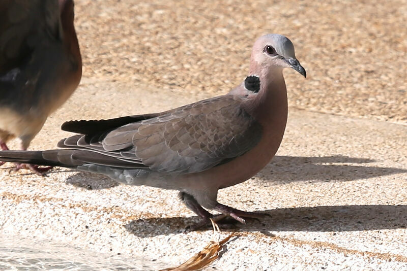 Red-eyed Dove