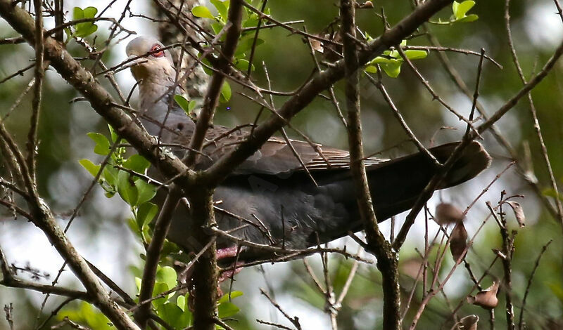 Dusky Turtle Dove