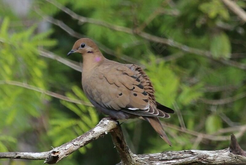 Zenaida Dove