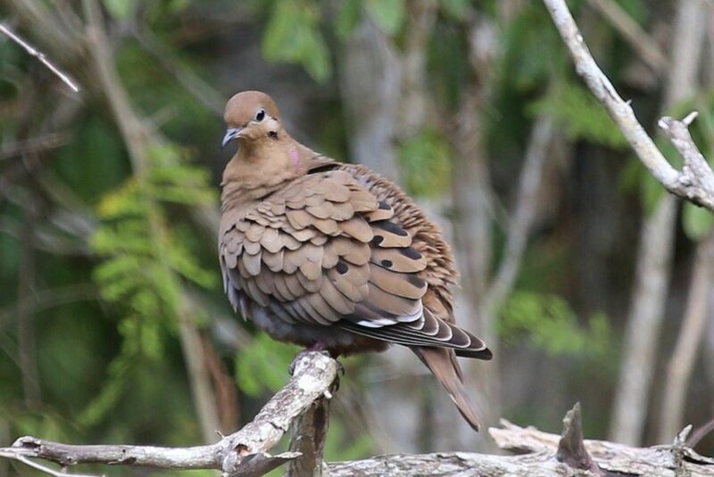 Zenaida Dove