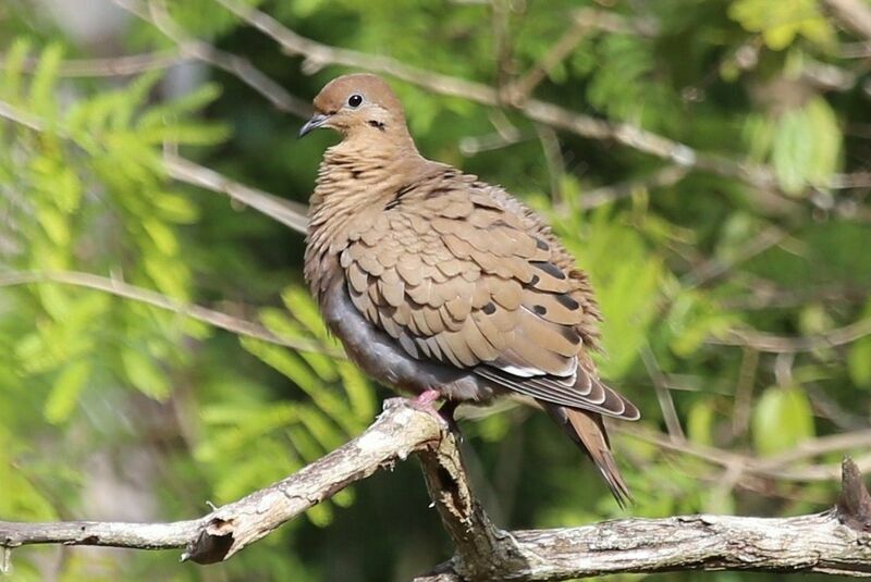 Zenaida Dove