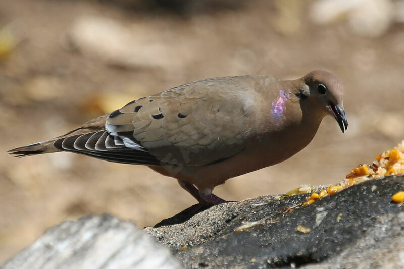 Zenaida Dove