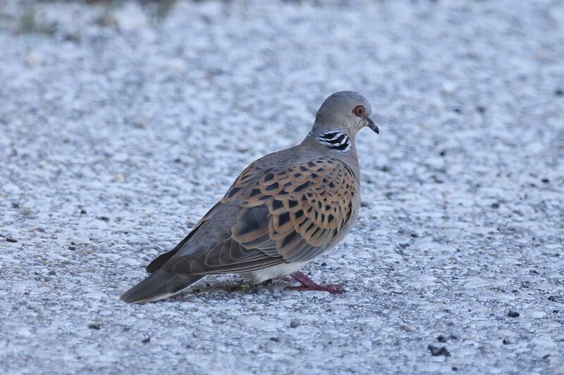 European Turtle Dove