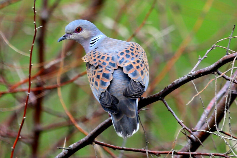 European Turtle Dove