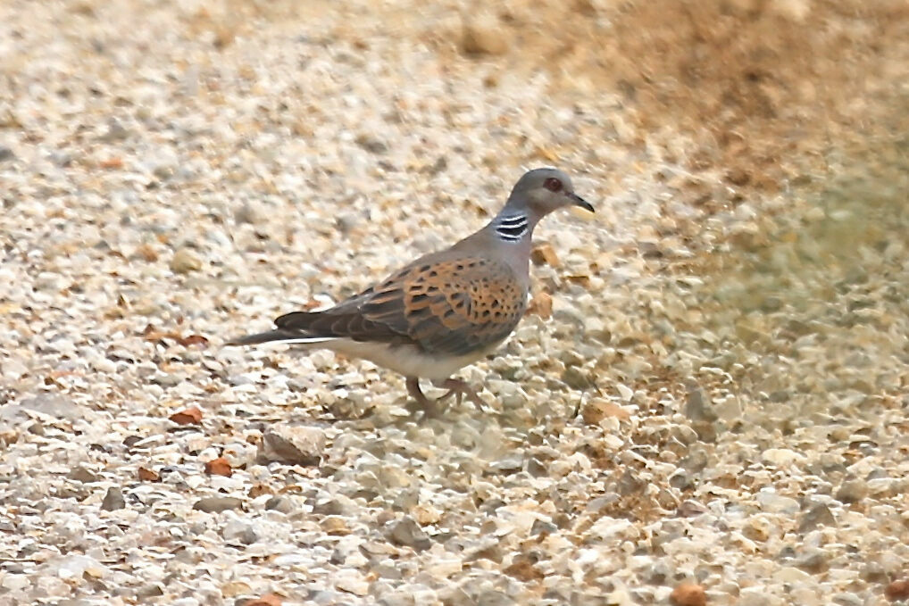 European Turtle Dove