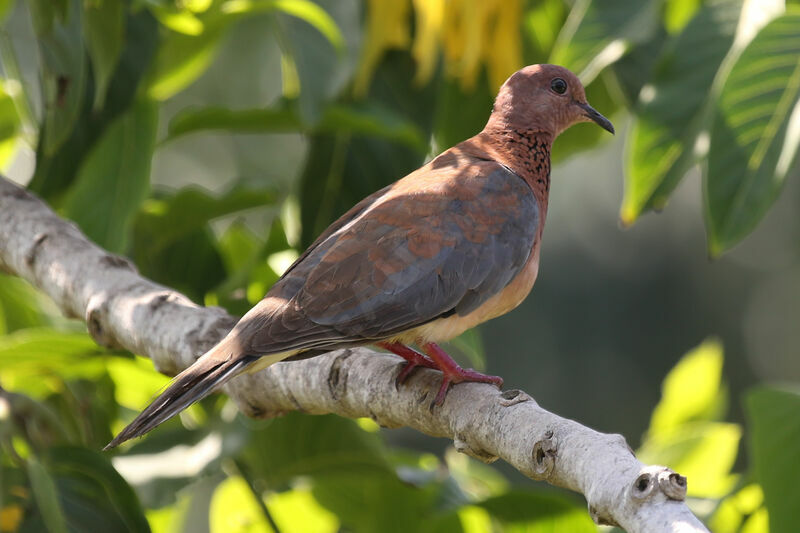 Laughing Dove